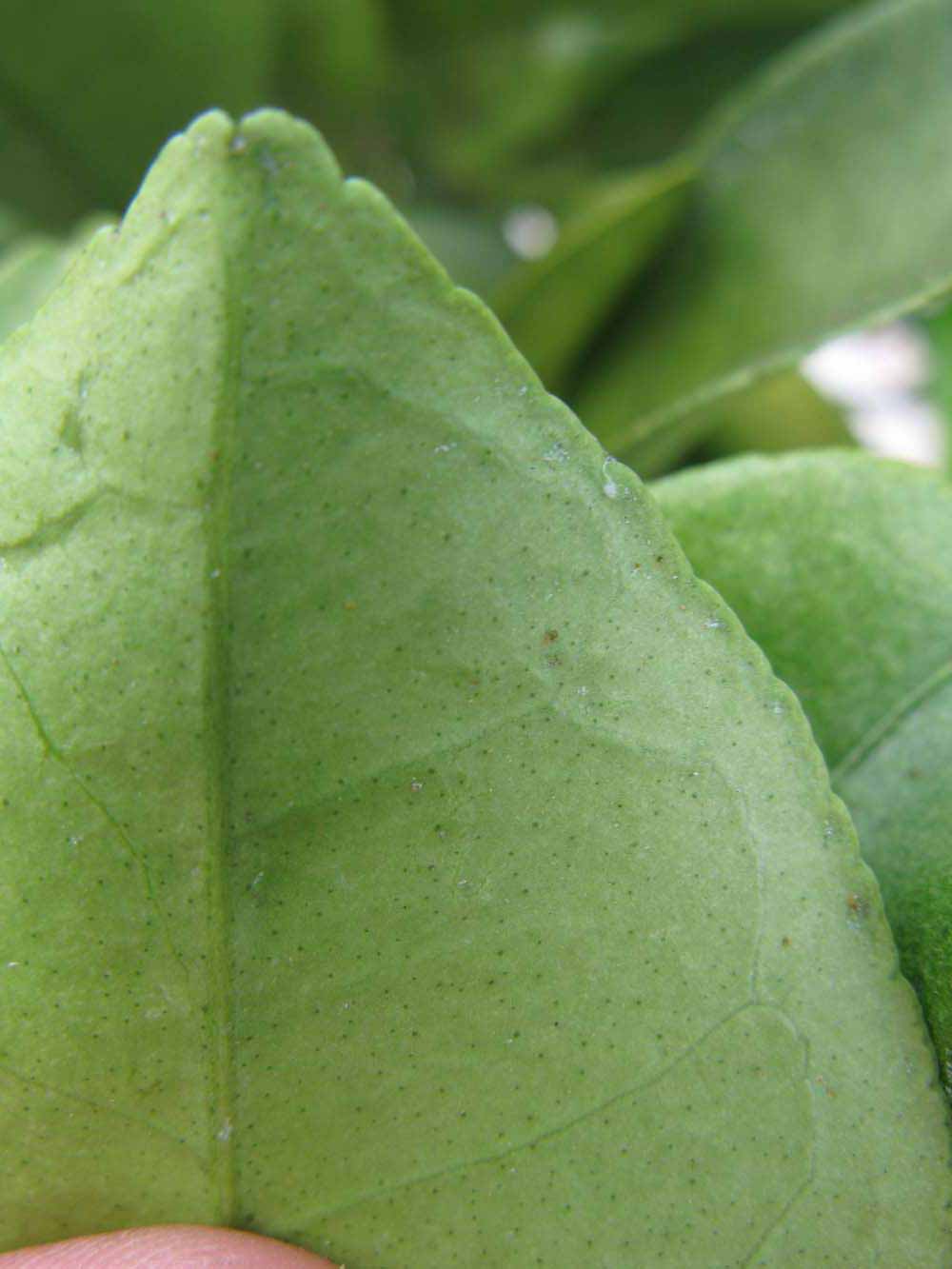              Margin (Winter Haven, FL)       